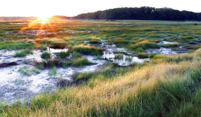 The Great Marsh at sunrise in mid-summer, showing the restoration of the wetland by the Massachusetts Division of Ecological Restoration