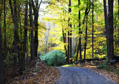 A dark road curves through a yellow woods in autumn.