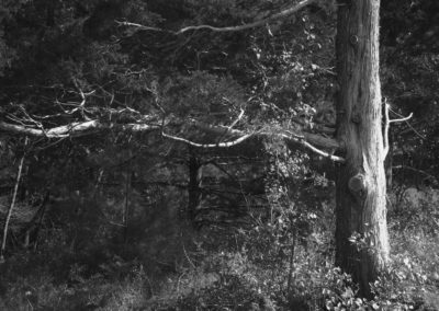 Black and white image of a gnarly cedar tree trunk in the forest.